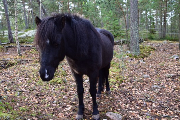 unadjustednonraw_thumb_73a