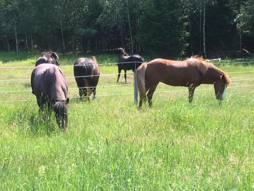 64823633_10157640200584734_7820002455118151680_n