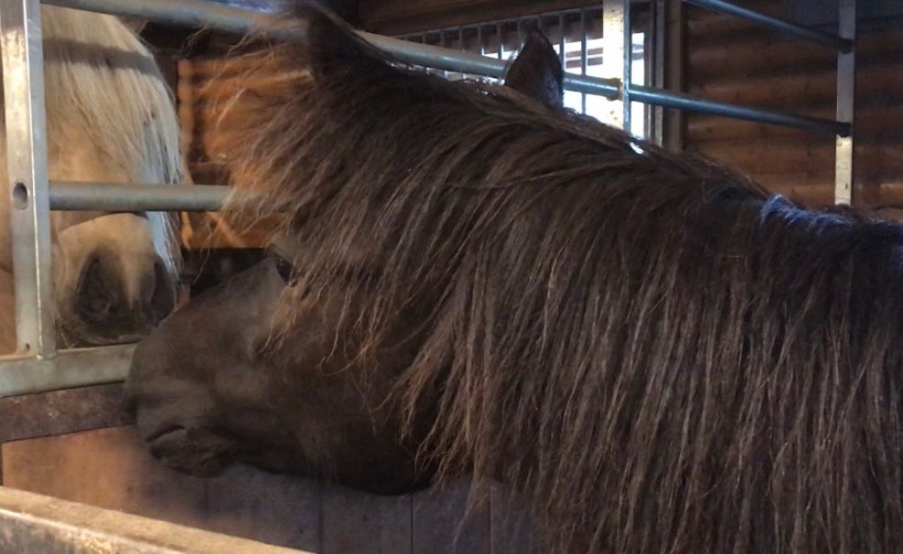 66062888_323565105215065_5545174491375599616_n